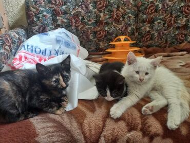 сибирская черно белая кошка: Кошка даром: Беспородная, 8 месяцев, Мальчик, Приучена к лотку, Проглистована