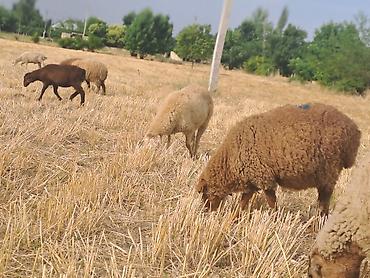 damazlıq heyvanların satışı: Ümümi 68 baş heyvandı 6 qoyun 62 quzudur quzuların çoxu erkək — 3