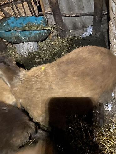 cuce ve xoruz temsili: Sabirabad sixsalahli sirvana yaxin diri cekisi 34 kq erkekdir — 6
