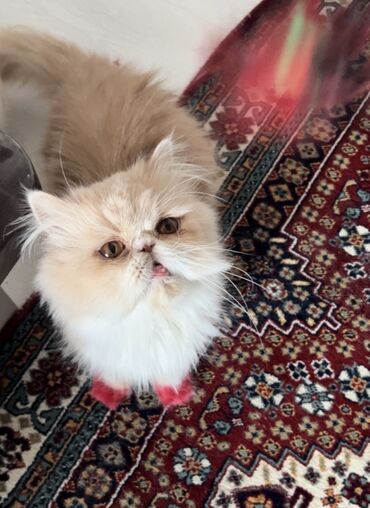 котята в баку бесплатно 2020: Персидская