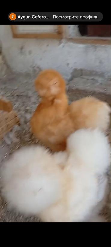 kənd təsərrufatı heyvanları: Toyuq, Damazlıq — 2