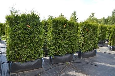 Туя: Туя — 10