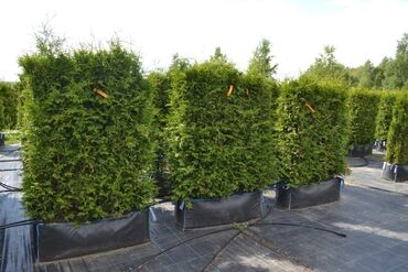 Декоративные деревья: Саженцы деревьев: Туи — 13