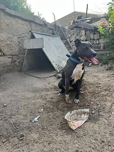 İtlər: Pitbul -da lalafo.az — 2 İtlər: Pitbul — 2