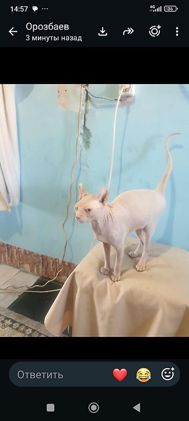 Мышыктар сатылат: Кот на вязка готово — 5