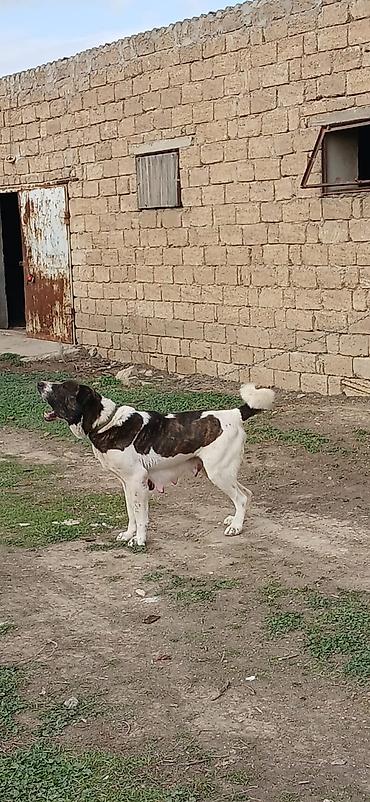 İtlər: Qurdbasar, 4 il, Dişi — 4