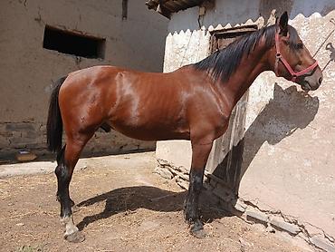 немецкая овчарка купить щенка: Продаю | Жеребец | Конный спорт — 4