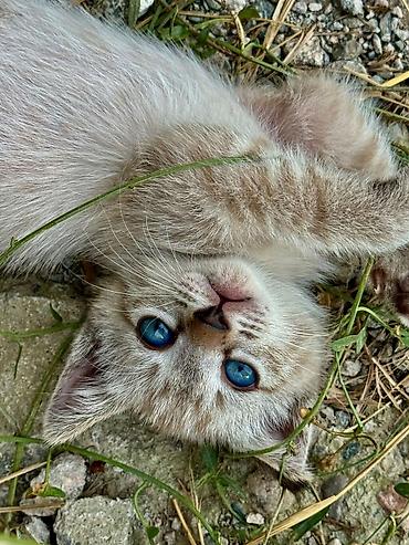 Мышыктар: Котята домашние, игривые и общительные. - Окрас: есть светлые — 5