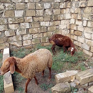 heyvan yemlərinin satisi: Boğaz qoyunlar cütü 400 manata real alıcıya endirim olacaq 4 qarın — 8