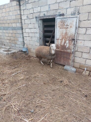 Quzu: Diri çəkisi 10 azn dan ətlik quzular — 3