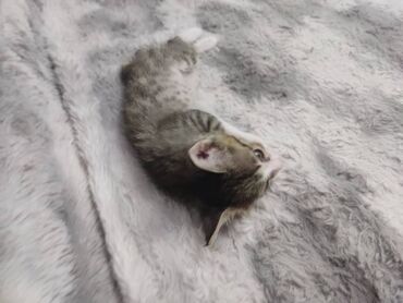 продать кошку: Кошка даром: Беспородная, 2 месяца, Мальчик, Метис