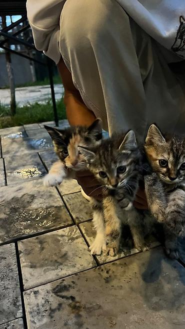 товары для кошек: Котята, помет из трех малышей. - Окрас: один черепаховый — 2