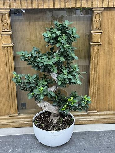 Бонсай: Фикус микрокарпа (Ginseng) в форме бонсай, в белом пластиковом кашпо — 1