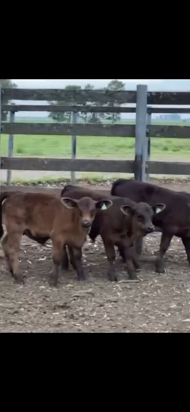 Dana, buzov: Məhsul: Qara və tünd qəhvəyi rəngli buzovlar (ətlik tip) Təsvir: - — 8