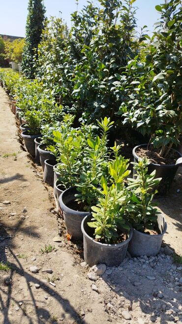 Ağaclar: Xan cinar 3metir 4 metrlik 15 azin çox alsaz mzakire olunacaq — 13