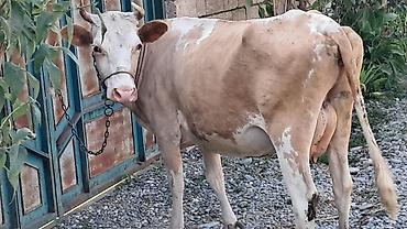 Inəklər, öküzlər: Dişi, Simental, il: 3, 450 kq — 5