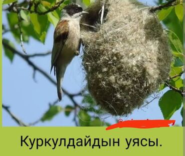 домик для птиц: Куркулдайдын уясы сатылат 
$$$$$$$$$$$$$$$$$""$$$$$