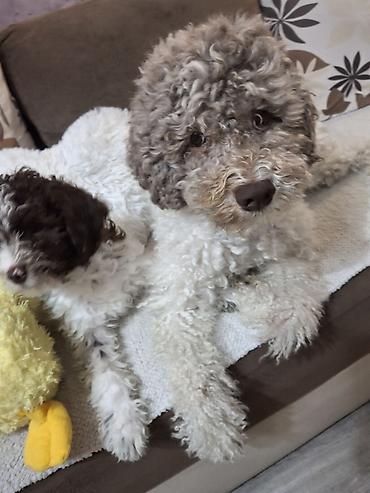 Psi: Rasni štenci – rase Lagotto Romagnolo (belo–braon) oznaka, mekanog — 10