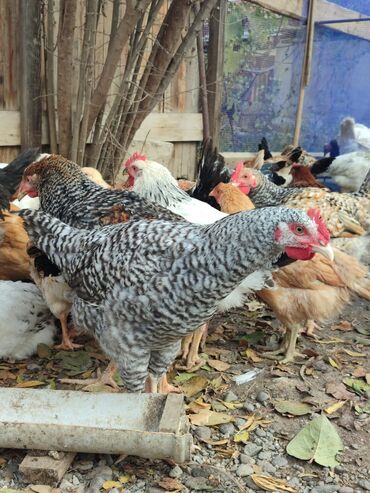 Toyuqlar: Tam ev şəraitində bəslənmiş rəngli kənd beçələridir.çəkiləri 1 -da lalafo.az — 3 Toyuqlar: Tam ev şəraitində bəslənmiş rəngli kənd beçələridir.çəkiləri 1 — 3