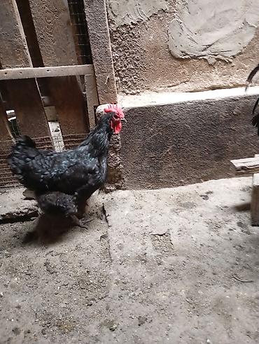 Куры, петухи: Продаю | Куры | Для разведения — 2