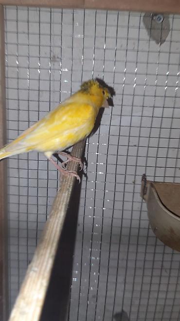 mabel matiz baki konserti: Erkey bulbul bir yawinda oxuyur hundur iri sortu tam cute hazir — 1