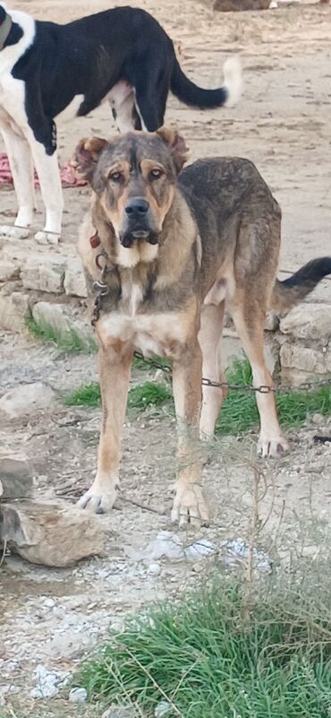 İtlər: Qurdbasar, 2 il, Erkek, Peyvəndli, Ödənişli çatdırılma — 3