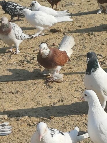 Göyərçinlər: Məhsul: Göyərçin sürüsü Təsvir: - Şəkillərdə müxtəlif rəng və — 10