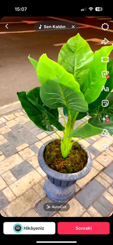 Süni güllər: 🌸 İstədiyiniz dibçəyi, istədiyiniz ölçüdə yığırıq! 🏡 Evlər, ofislər -da lalafo.az — 28 Süni güllər: 🌸 İstədiyiniz dibçəyi, istədiyiniz ölçüdə yığırıq! 🏡 Evlər, ofislər — 28