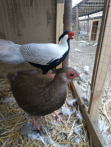 продам курицу: Продаю подростков цыплят серебряных фазанов родители на фото
