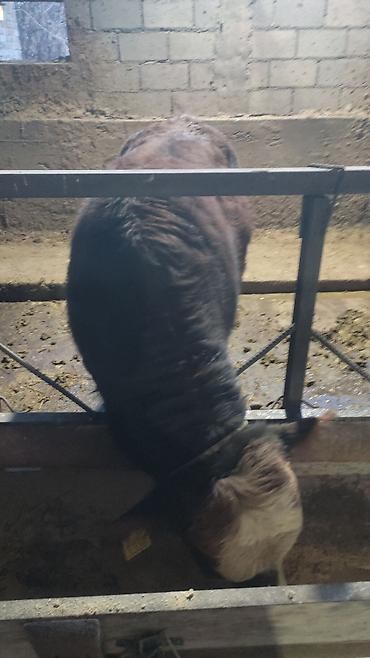 Коровы, быки: Продаю | Бык (самец) | На откорм | Привязанные — 6