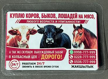 собаки щенки: Колбасный цех : Коровы, быки, | Круглосуточно — 1