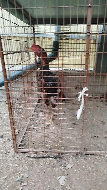 Дакан тулок короз сатылат активный алмашу жолдору бар жемге жугоруго at lalafo.kg Дакан тулок короз сатылат активный алмашу жолдору бар жемге жугоруго