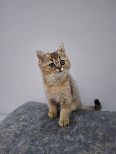 купить кур: Золотая шиншилла, Самка, Самовывоз