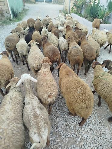 qoyun mal: Qoyun sürüsü satılır 50 quzudu 225 lə kom alana endirim olacaq - — 1