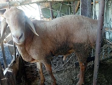 бельгийский бык: Продаю | Овца (самка) | На забой — 8