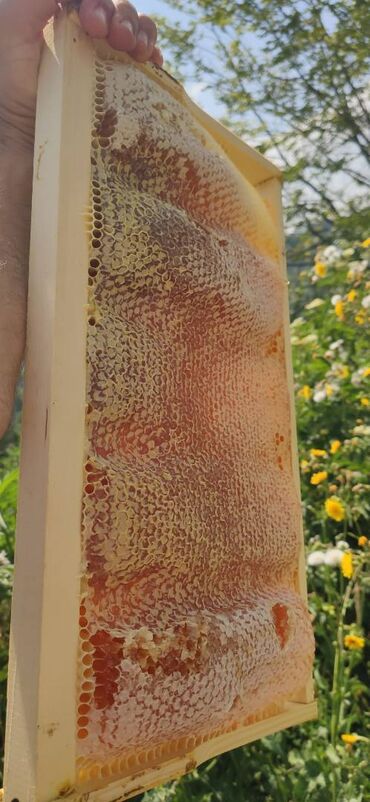 Bal: ELF BEE'S 1977 ECO-PRODUCT FOR HEALTH AND LONGEVITY Tovuzun -da lalafo.az — 12 Bal: ELF BEE'S 1977 ECO-PRODUCT FOR HEALTH AND LONGEVITY Tovuzun — 12