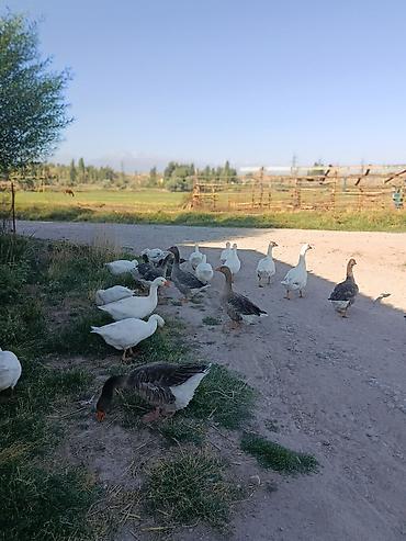 Айыл-чарба жаныбарлары: Серые крупный белое губернатоский — 3