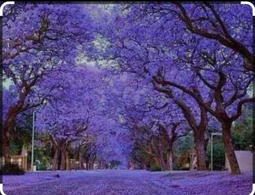 Ağaclar: Pavloniya (Adəm agaclar)satılır .her ölçüdə ağaclar var 5 manatdan 25 -da lalafo.az — 2 Ağaclar: Pavloniya (Adəm agaclar)satılır .her ölçüdə ağaclar var 5 manatdan 25 — 2