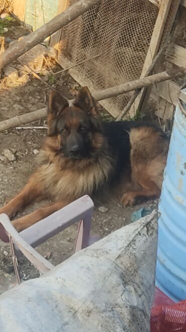 naxcivan heyvan satisi: Alman çoban iti, 3 ay, Erkek, Ünvandan götürmə