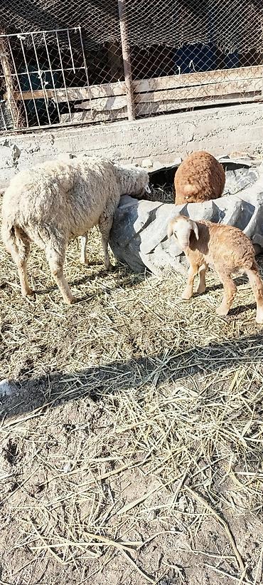 Баран, овца: Продаю | Овца (самка) | Для разведения | Матка — 5