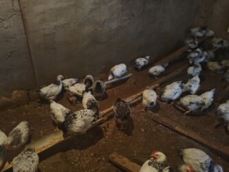 Cücələr: Selebrsiz Cuceleri /toyuqlar qrupu Sağlam və baxımlı cücələr — 7