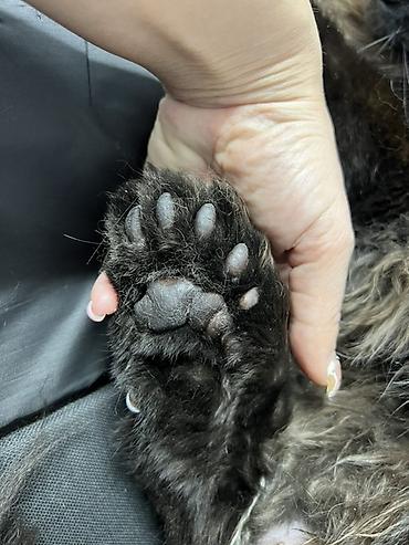 Продажа кошек: ✨ Эксклюзивные полидактильные мейн-куны ✨ Предлагаются к продаже — 13