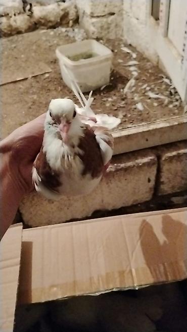 lalafo goyercin satisi: Ev göyərcinleri tek tek gotren olsa Ayr qiymet olacay hamsn gotren — 5