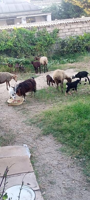boer keçisi: Satılır: xırdabuynuzlu heyvanlar sürüsü - Növ: Qoyun və keçi qarışıq — 8