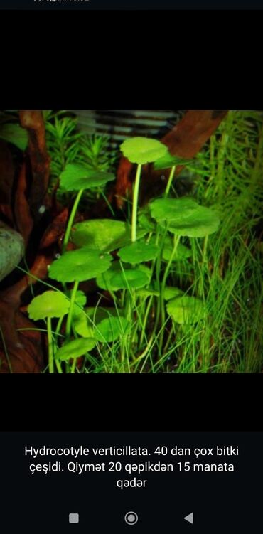 Akvarium aksessuar və ləvazimatları: Təbii akvarium bitkiləri, balıqlar, krevetkalar, gübrələr və s — 2