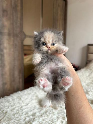 Pişiklər: Fars, Erkək, Dişi, Yaxşı əllərə, Ünvandan götürmə, Pulsuz çatdırılma, Ödənişli çatdırılma — 10