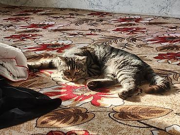 кошки мейн кун: Скотиш Страйт (Шотландская прямоухая), 2 года, Мальчик, Приучена к лотку, С прививками — 2