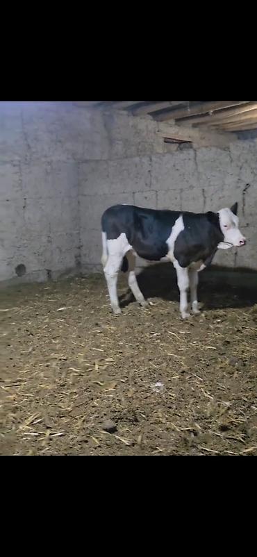 inək necə aya doğur: Qarışıq südlük tipli qara-ağ rəngli buzovlar. - Cins tipi — 4