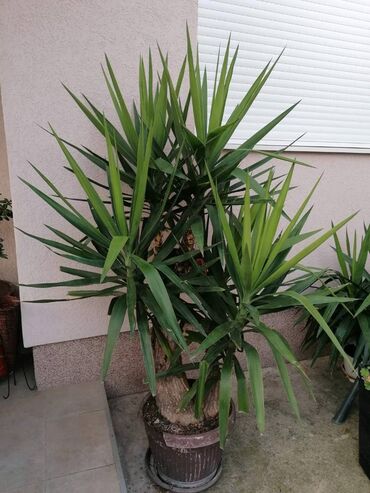 Ostale kućne biljke: Drvo života -Yucca Elephantipes Visine 1-2 m Drvo Zivota-Yucca — 12