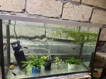 Akvariumlar: Akvarium, Boş, 60 l, Ünvandan götürmə